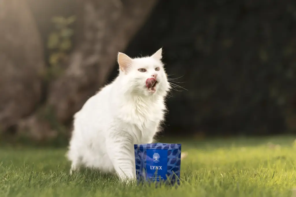 cat_Lynx @miles_whippet.webp