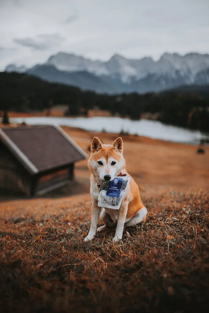 Mini Delights_3_ @theprimitivepack.webp