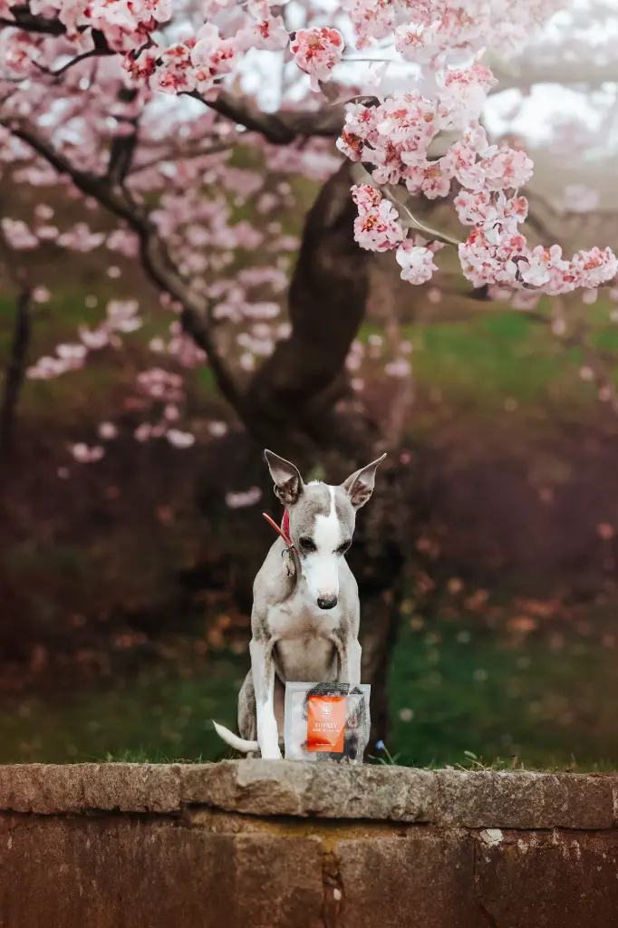 Turkey Mini Delights @whippetvilja.webp