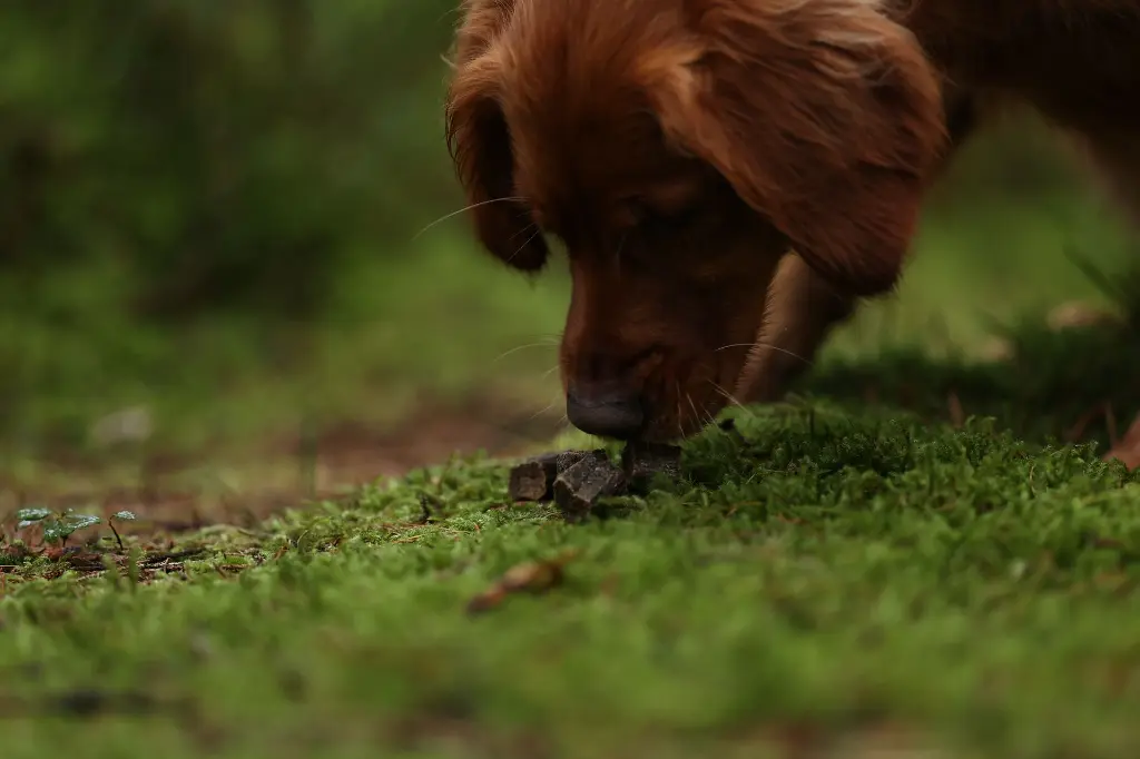 Sensations F @hilde.oest.webp