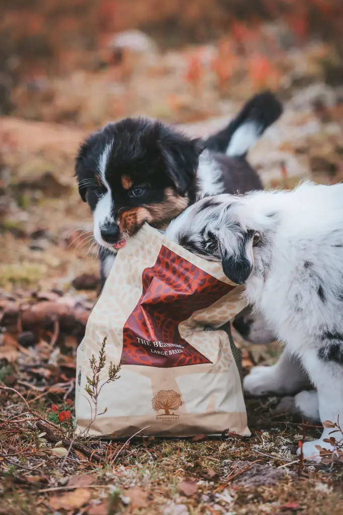 THE BEGINNING _ puppy 4 _ @blueshade_aussies.webp