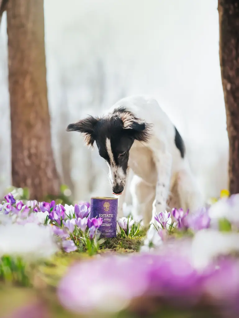 Easter Estate B @whippetvilja.webp