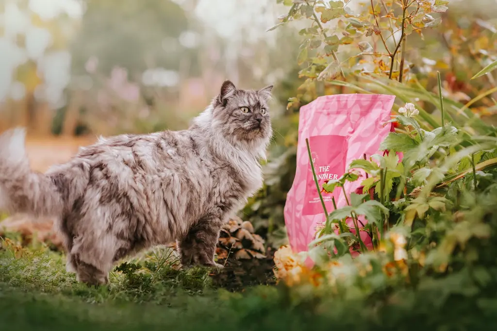 Panther Cat 01 @whippetvilja.webp