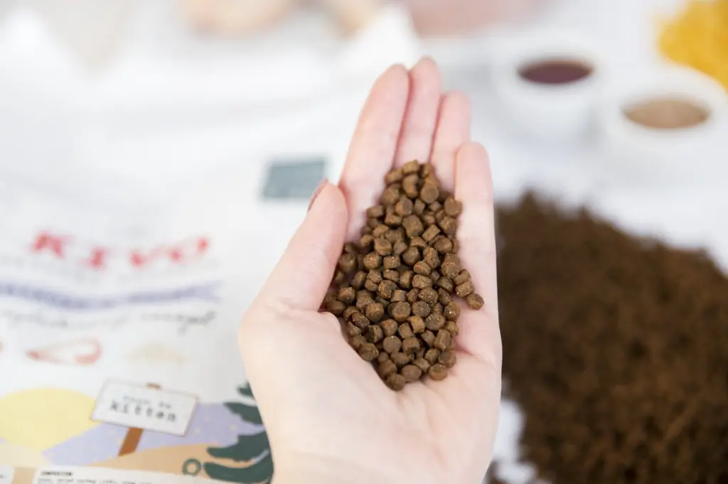 1200x799 brok kitten.webp