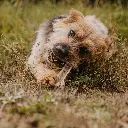 HT gewei half foto.webp