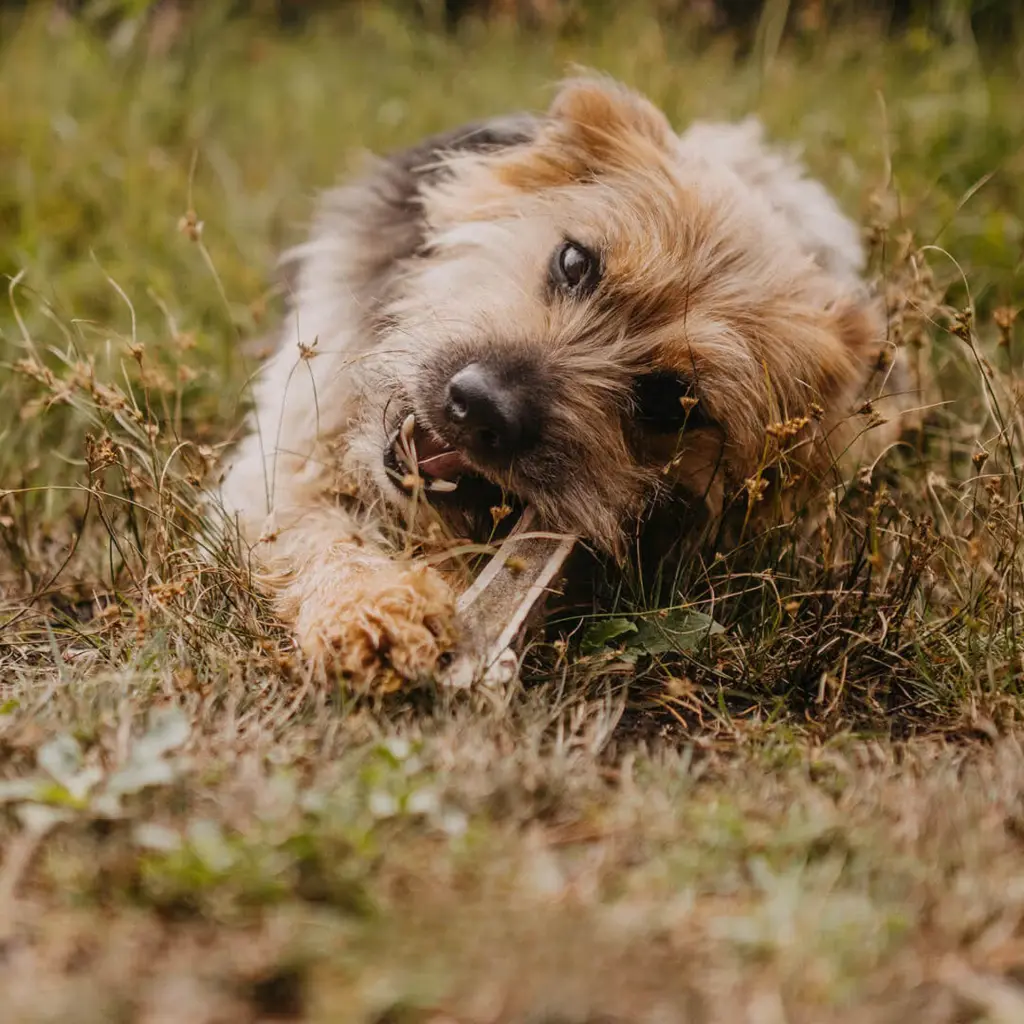 HT gewei half foto.webp