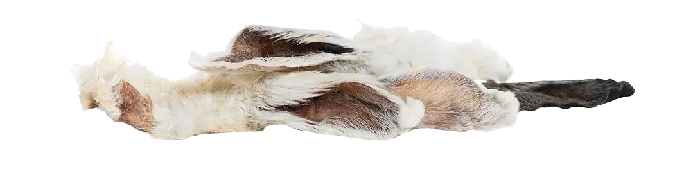 KIVO : Konijnenoren met Haar